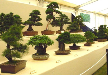 exibição de bonsai - Bonsais