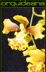Fotos de orquídeas