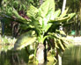 Fotos de plantas - araceae