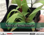 Vídeos de plantas